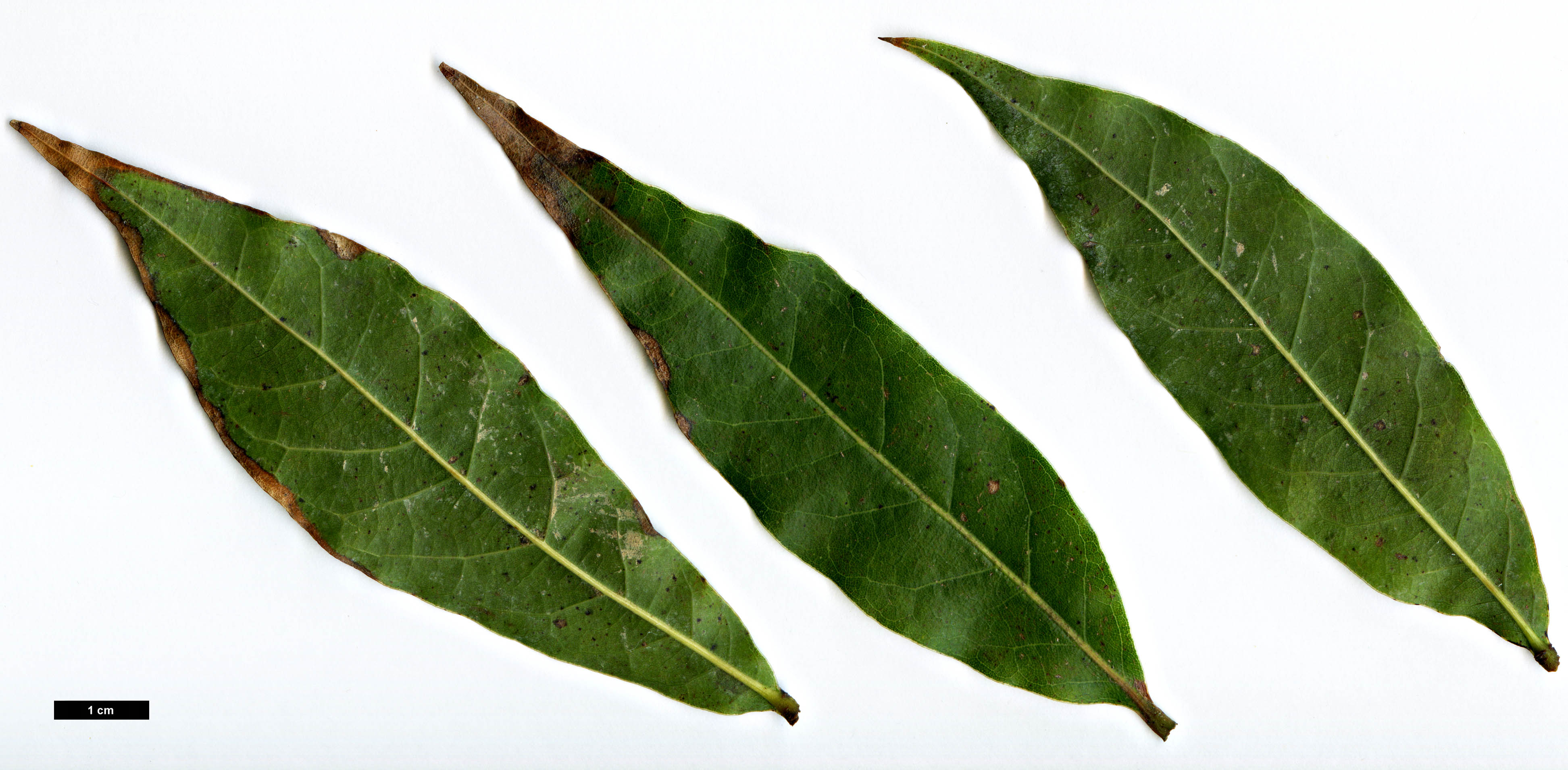 High resolution image: Family: Fagaceae - Genus: Quercus - Taxon: acatenangensis